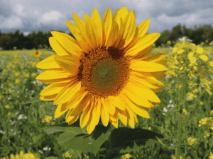 Placemat 'Enkele zonnebloem'
